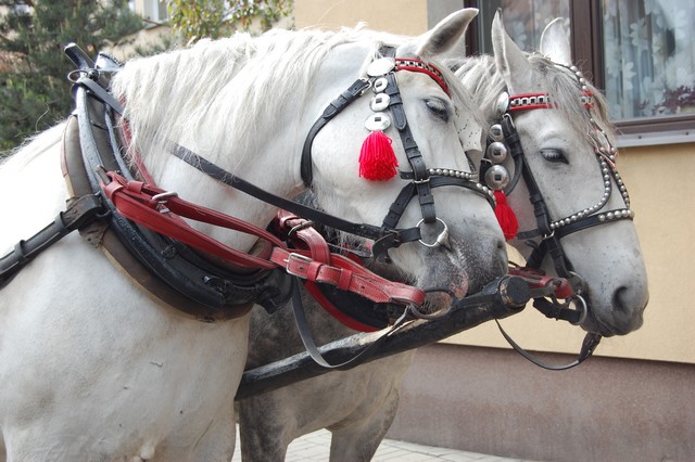 Tradycja łączy pokolenia