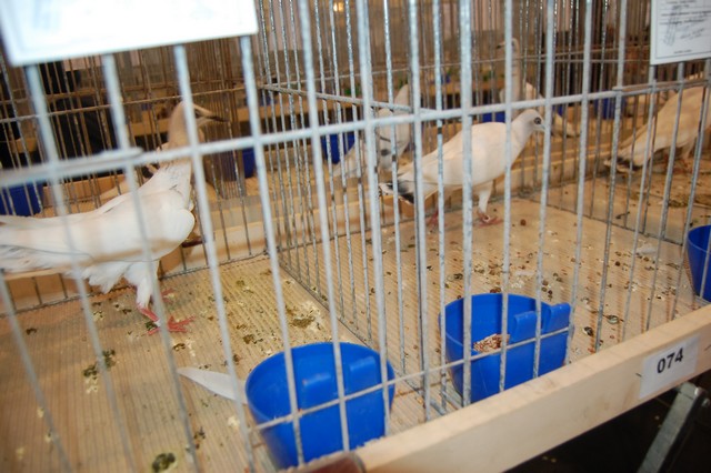 Najpiękniejsze okazy