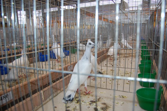 Najpiękniejsze okazy