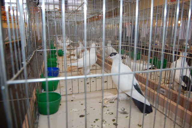 Najpiękniejsze okazy