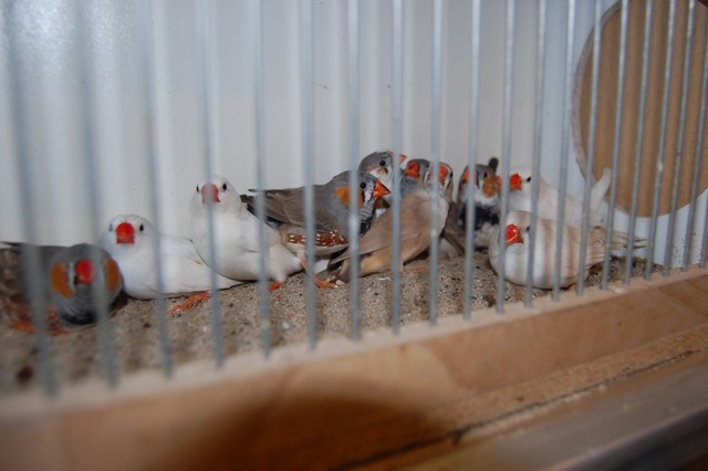 Najpiękniejsze okazy