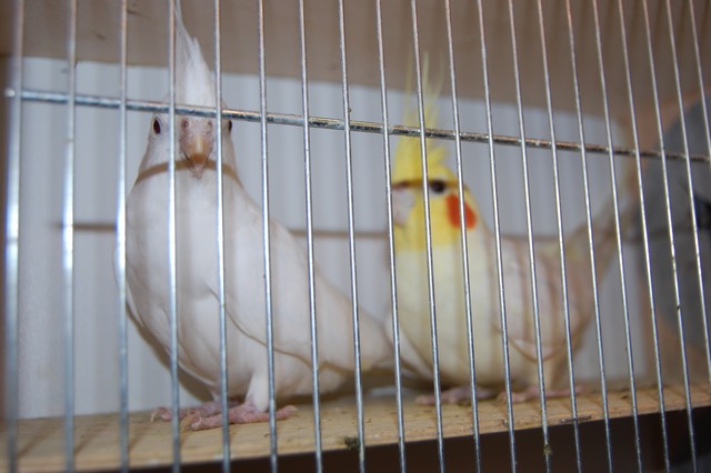 Najpiękniejsze okazy