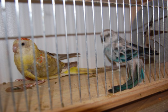 Najpiękniejsze okazy