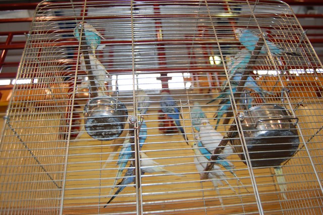 Najpiękniejsze okazy