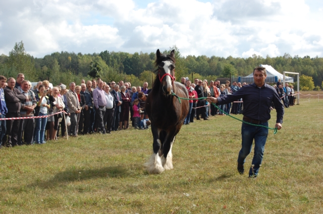Dla miłośników koni (galeria zdjęć)