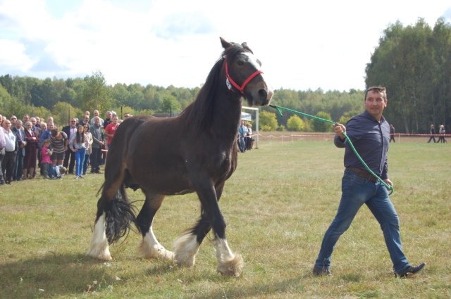 Dla miłośników koni (galeria zdjęć)