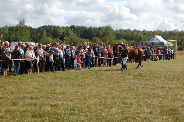 Dla miłośników koni (galeria zdjęć)