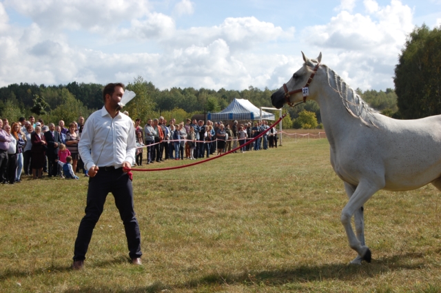 Dla miłośników koni (galeria zdjęć)