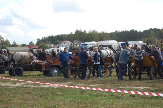 Dla miłośników koni (galeria zdjęć)