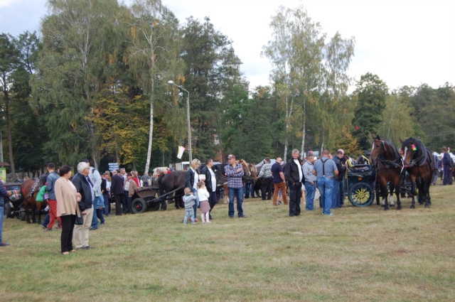 Dla miłośników koni (galeria zdjęć)