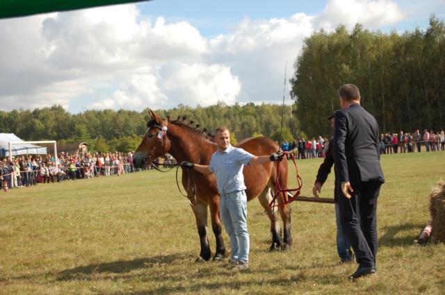 Dla miłośników koni (galeria zdjęć)