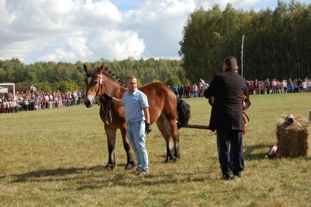 Dla miłośników koni (galeria zdjęć)