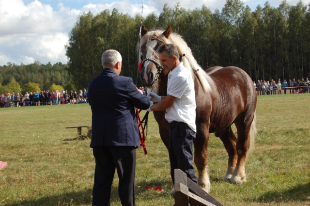 Dla miłośników koni (galeria zdjęć)