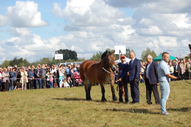 Dla miłośników koni (galeria zdjęć)