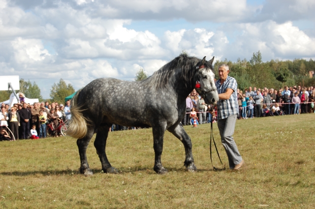 Dla miłośników koni (galeria zdjęć)
