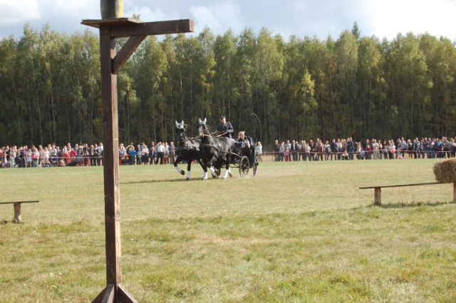 Dla miłośników koni (galeria zdjęć)
