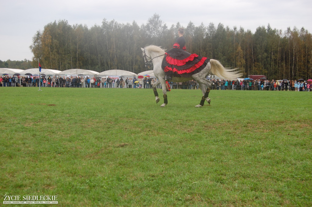 Gratka dla miłośników koni