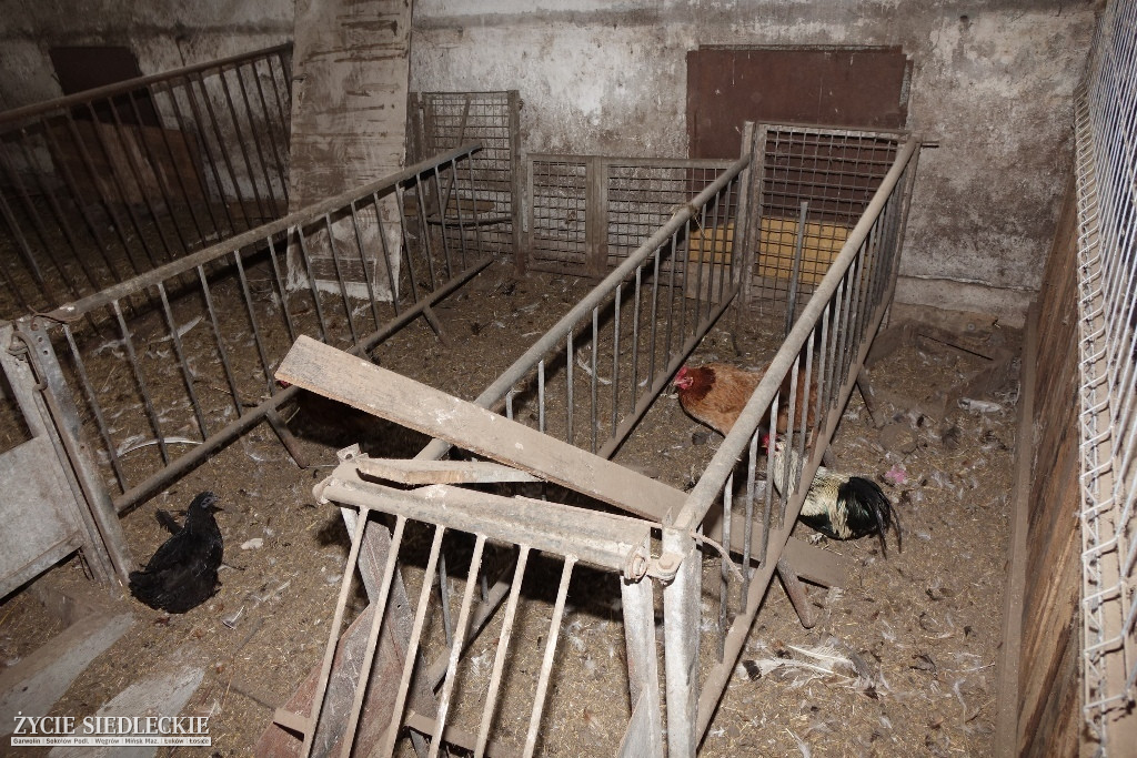 Zabrano mu 25 zwierząt, koszmarne warunki