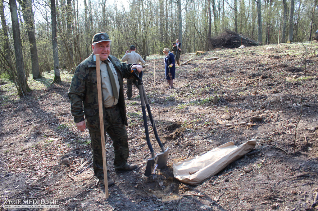 Zasadzili 100 dębów na 100-lecie niepodległości