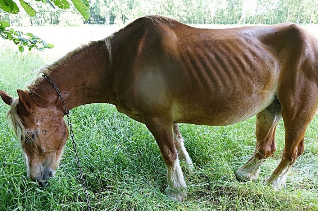 Do pracy zmuszał chorego konia (uwaga- drastyczne zdjęcia)