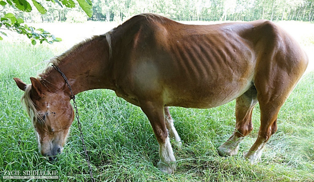 Do pracy zmuszał chorego konia (uwaga- drastyczne zdjęcia)