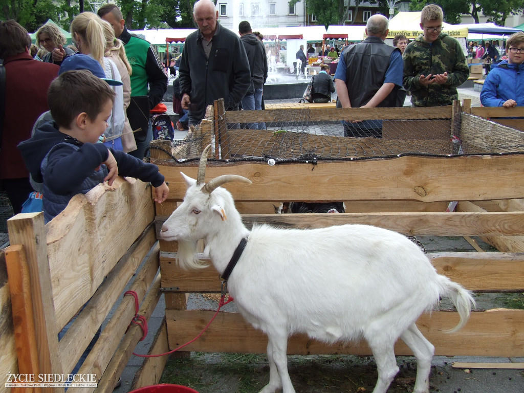 Międzynarodowy Turniej Smaków w Węgrowie