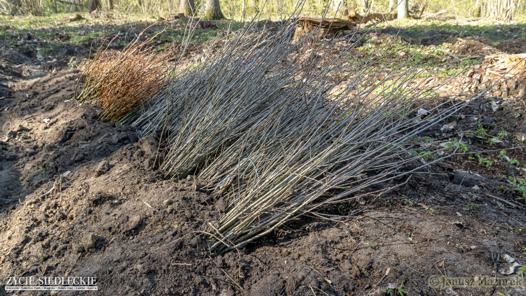 Otwarte sadzenie lasu