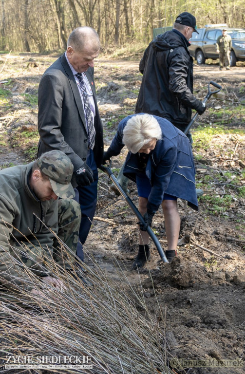 Otwarte sadzenie lasu