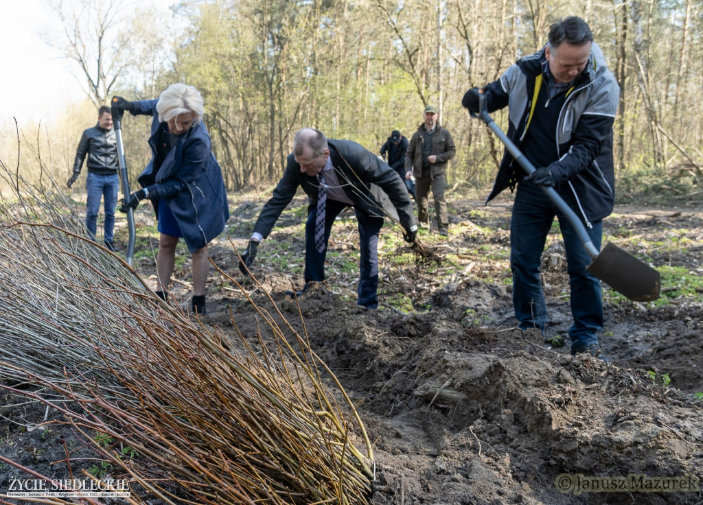 Otwarte sadzenie lasu