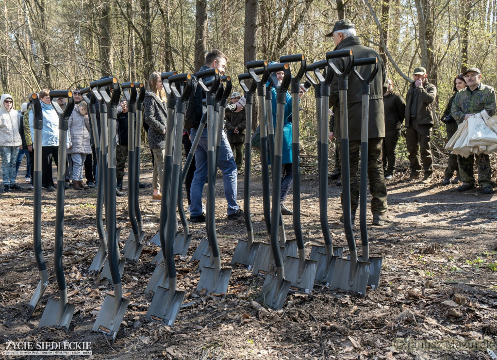 Otwarte sadzenie lasu