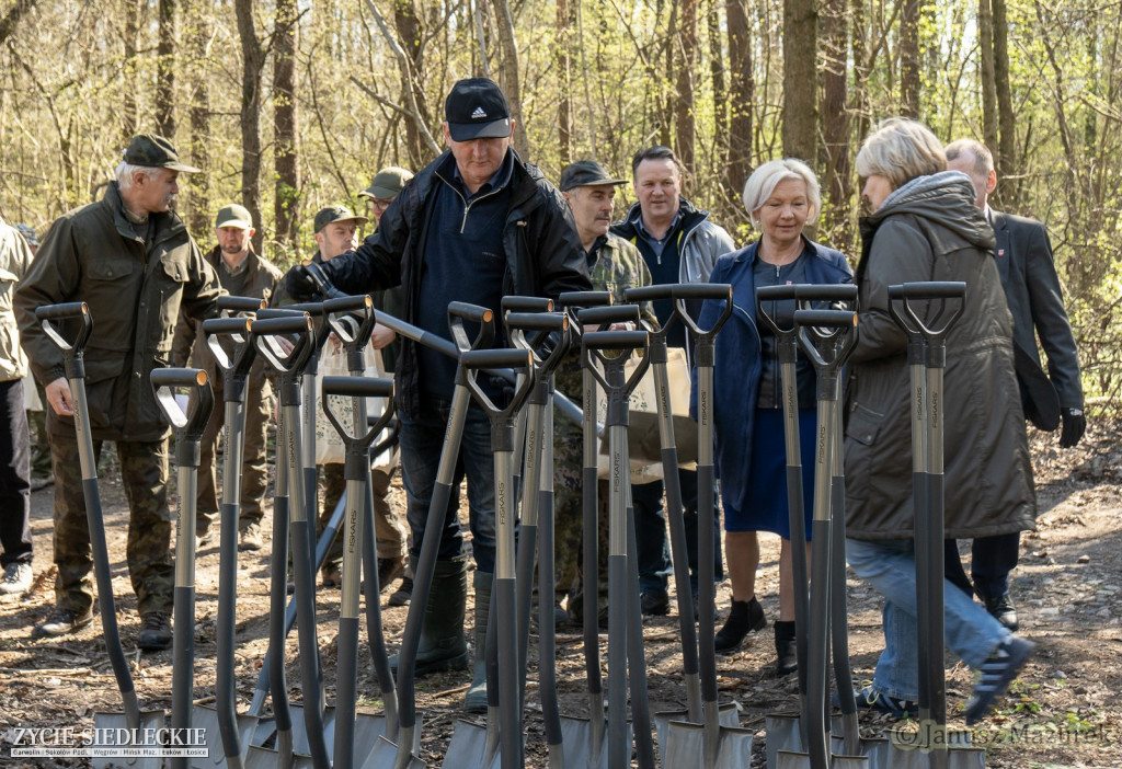 Otwarte sadzenie lasu