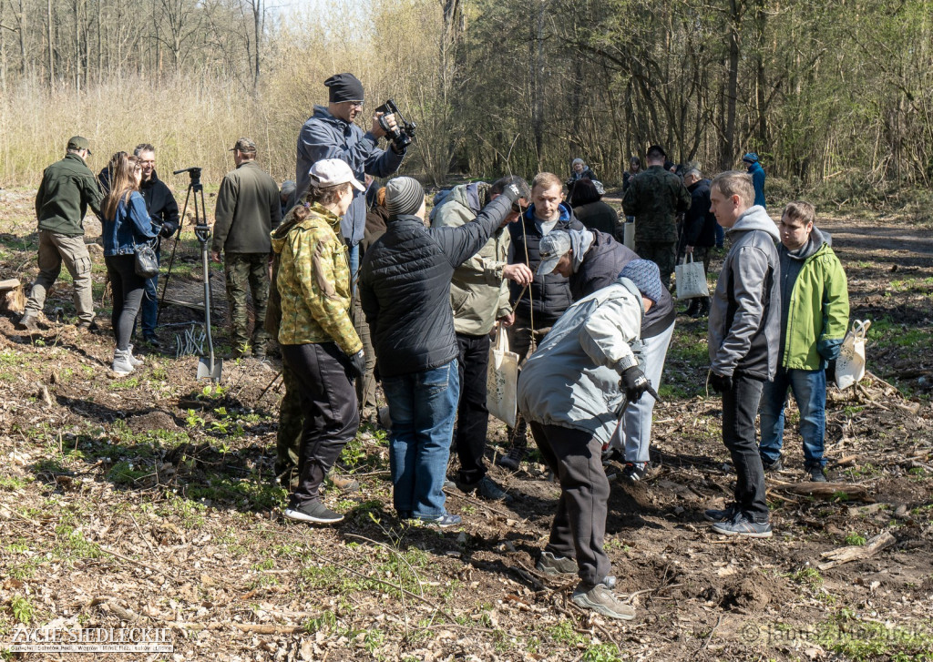 Otwarte sadzenie lasu