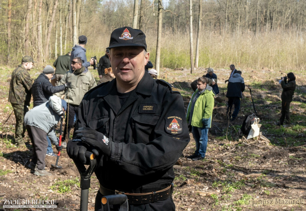 Otwarte sadzenie lasu