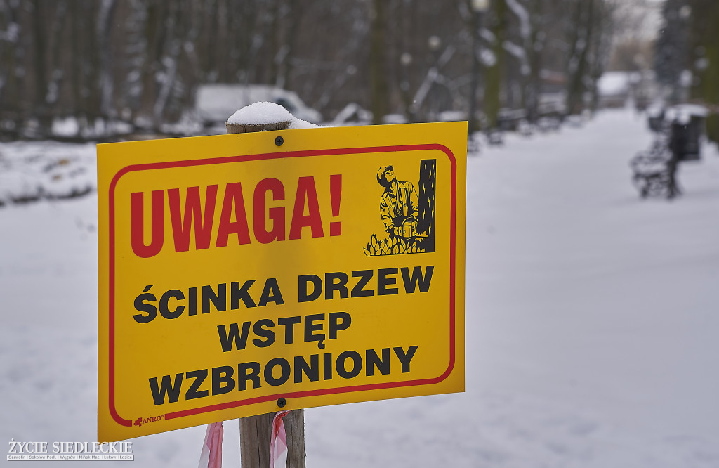 Wycinka drzew w Aleksandrii