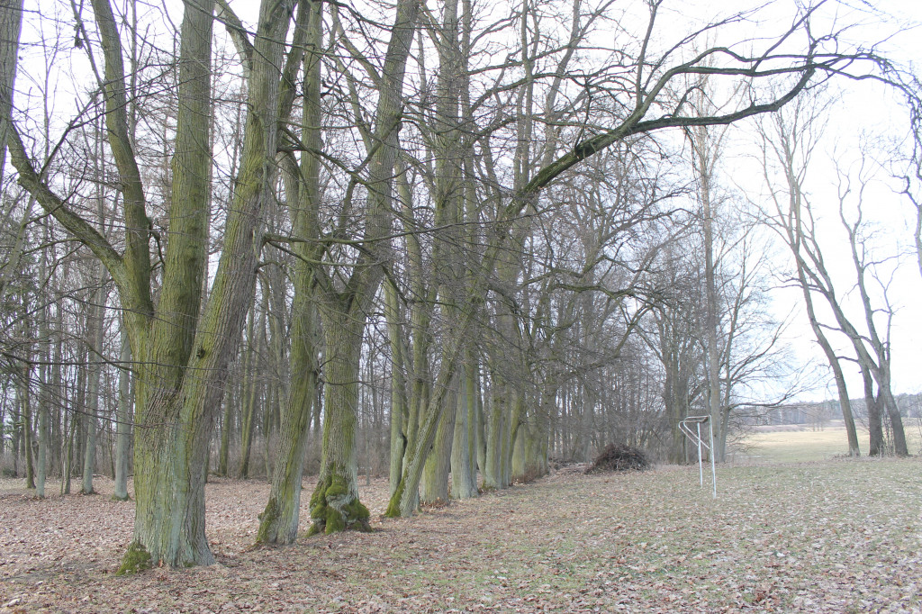 Park w Kobylanach przed rewitalizacją