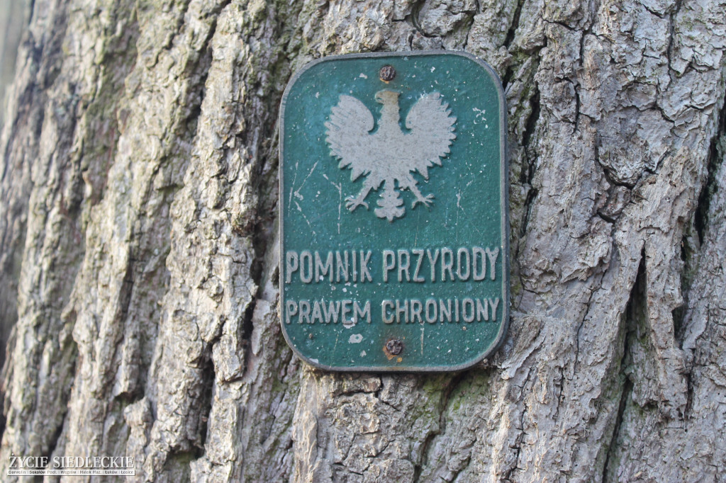 Park w Kobylanach przed rewitalizacją