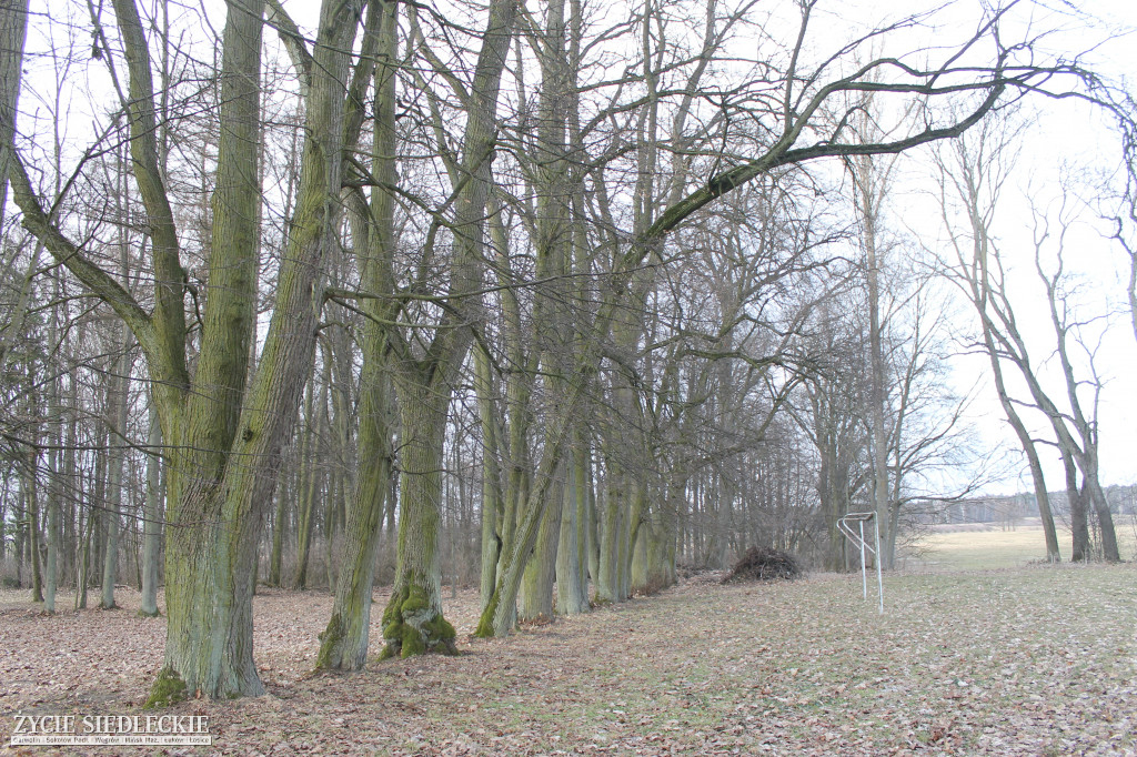 Park w Kobylanach przed rewitalizacją