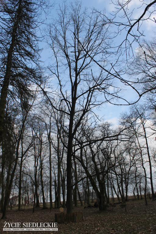 Park w Kobylanach przed rewitalizacją