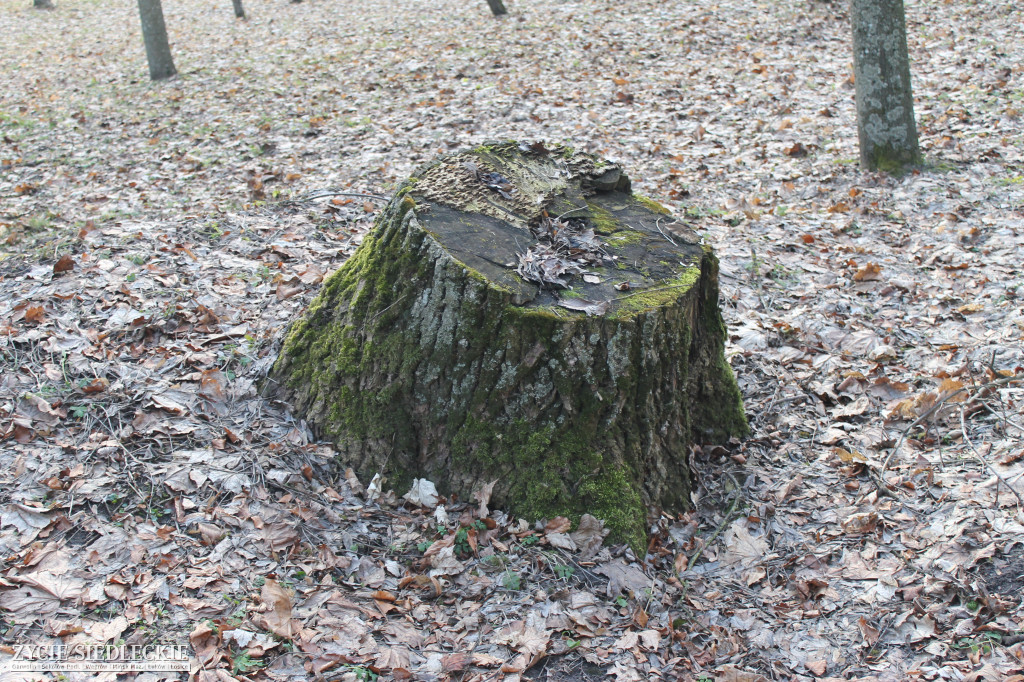 Park w Kobylanach przed rewitalizacją