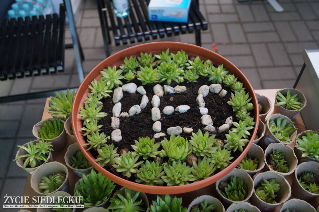 Piknik z PEC-em