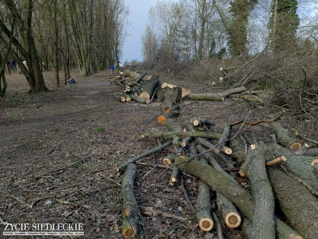 Drzewa wycięte na ul. Wyszyńskiego w Siedlcach