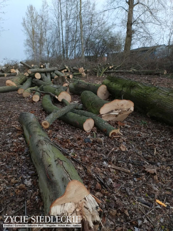 Drzewa wycięte na ul. Wyszyńskiego w Siedlcach