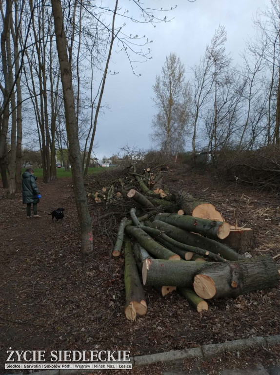 Drzewa wycięte na ul. Wyszyńskiego w Siedlcach