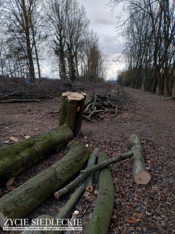Drzewa wycięte na ul. Wyszyńskiego w Siedlcach