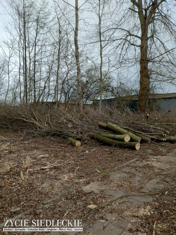 Drzewa wycięte na ul. Wyszyńskiego w Siedlcach