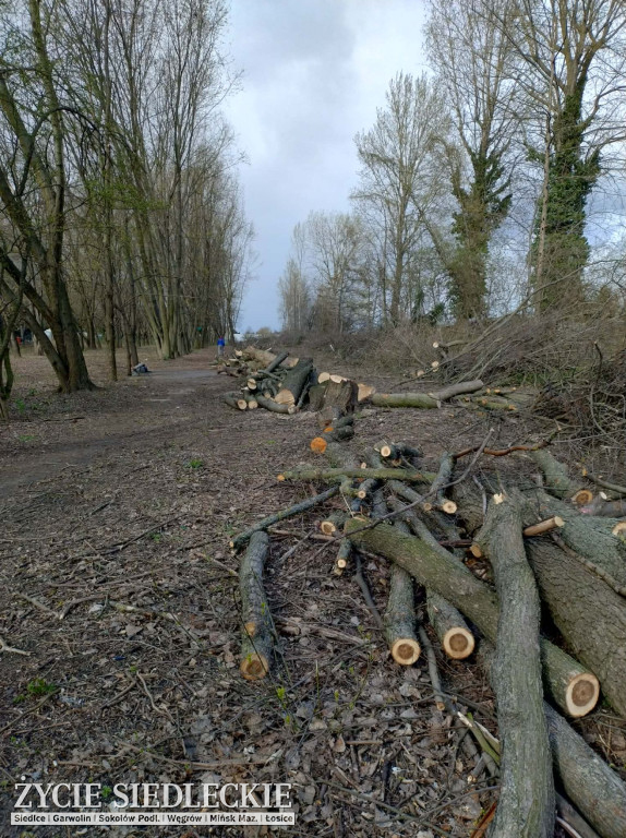 Drzewa wycięte na ul. Wyszyńskiego w Siedlcach