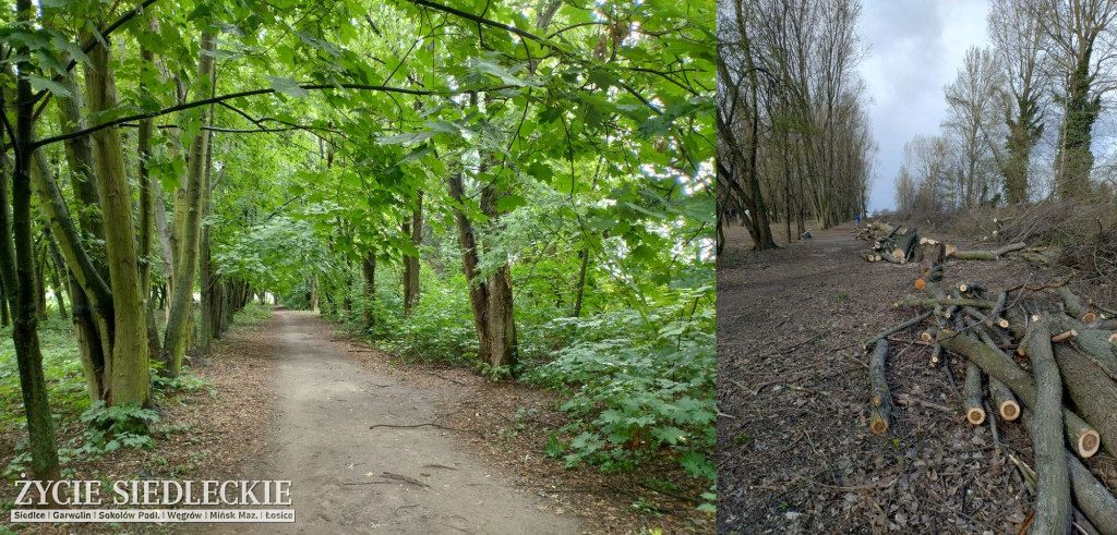 Drzewa wycięte na ul. Wyszyńskiego w Siedlcach