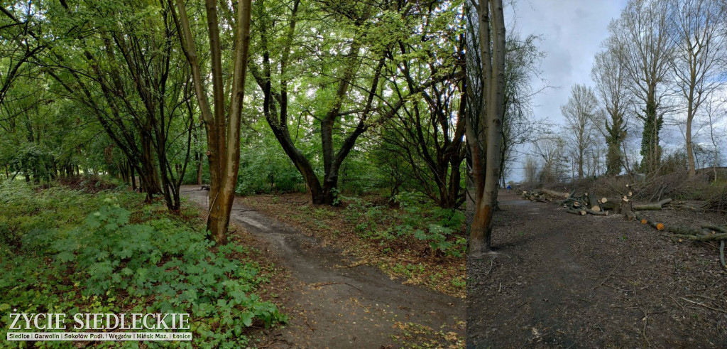 Drzewa wycięte na ul. Wyszyńskiego w Siedlcach