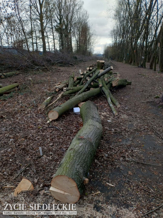 Drzewa wycięte na ul. Wyszyńskiego w Siedlcach