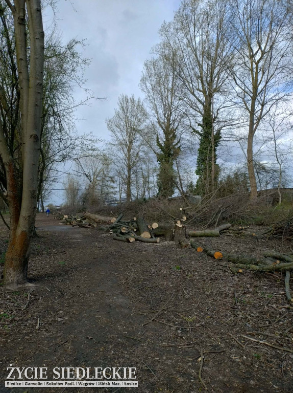 Drzewa wycięte na ul. Wyszyńskiego w Siedlcach